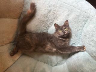 Enlarge Beatrix, a Adopted Dilute Tortoiseshell in Southern Pines, NC image 3/3