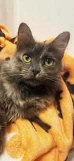 Enlarge Beatrix, a Adopted Dilute Tortoiseshell in Southern Pines, NC image 2/3