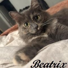 Enlarge Beatrix, a Adopted Dilute Tortoiseshell in Southern Pines, NC image 1/3