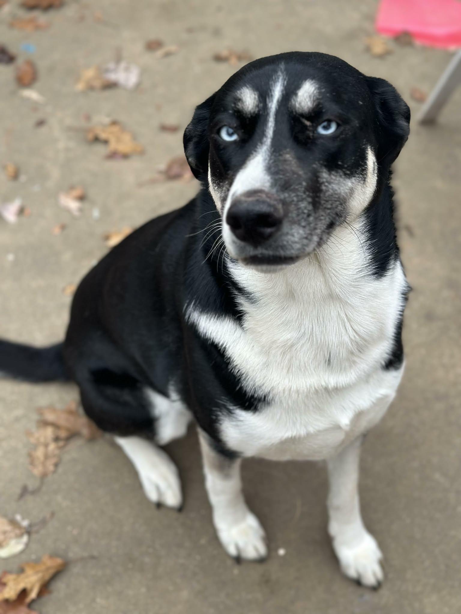 Enlarge Holly, a ADOPTABLE mixed breed in Eatontown, NJ image 2/4