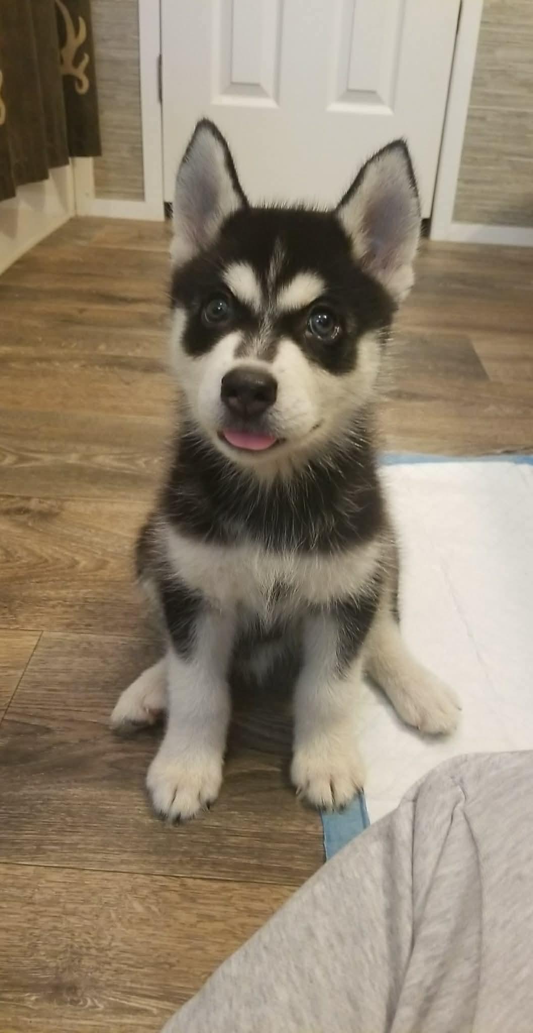 Enlarge Holly, a ADOPTABLE mixed breed in Eatontown, NJ image 4/4