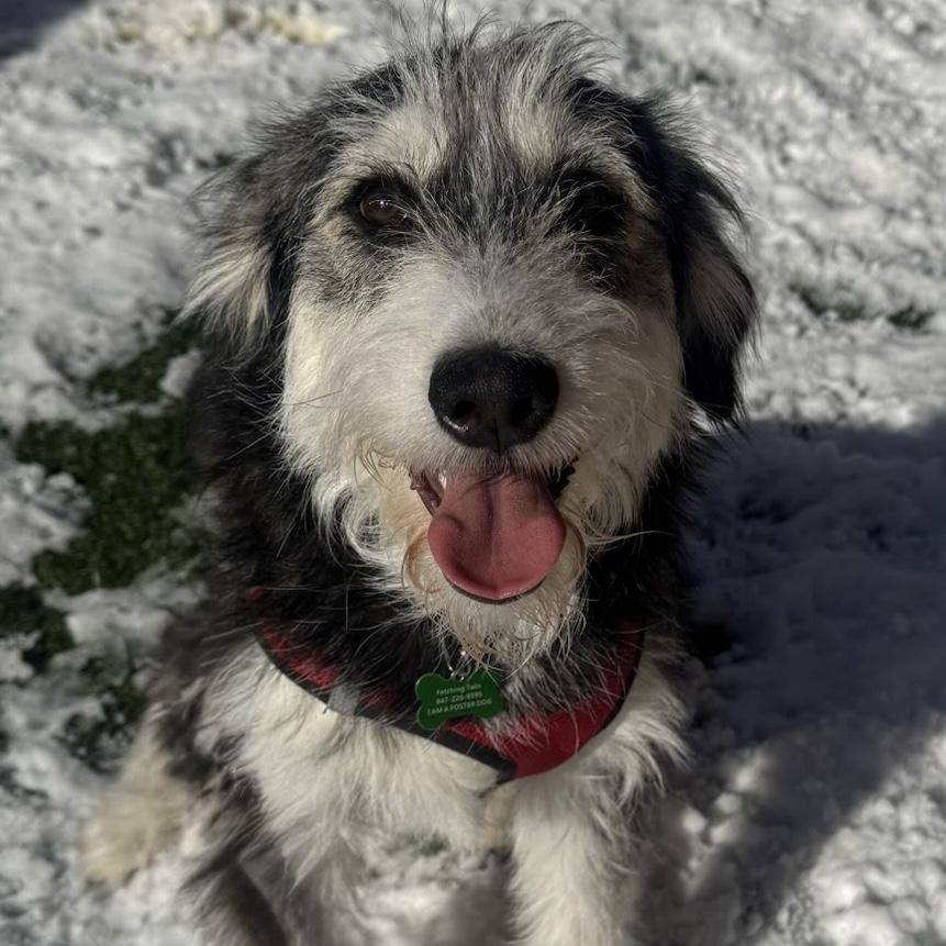 Smudge, an adopted mixed breed in Itasca, IL image 2/2