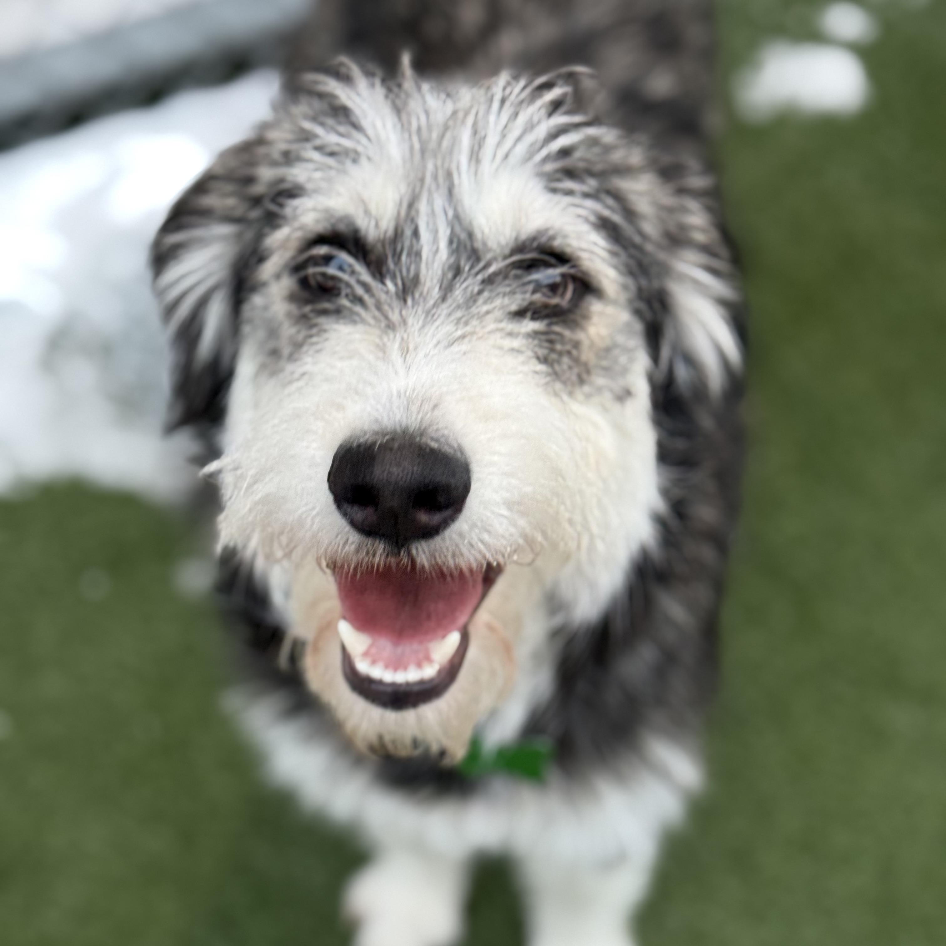 Smudge, an adopted mixed breed in Itasca, IL image 1/2