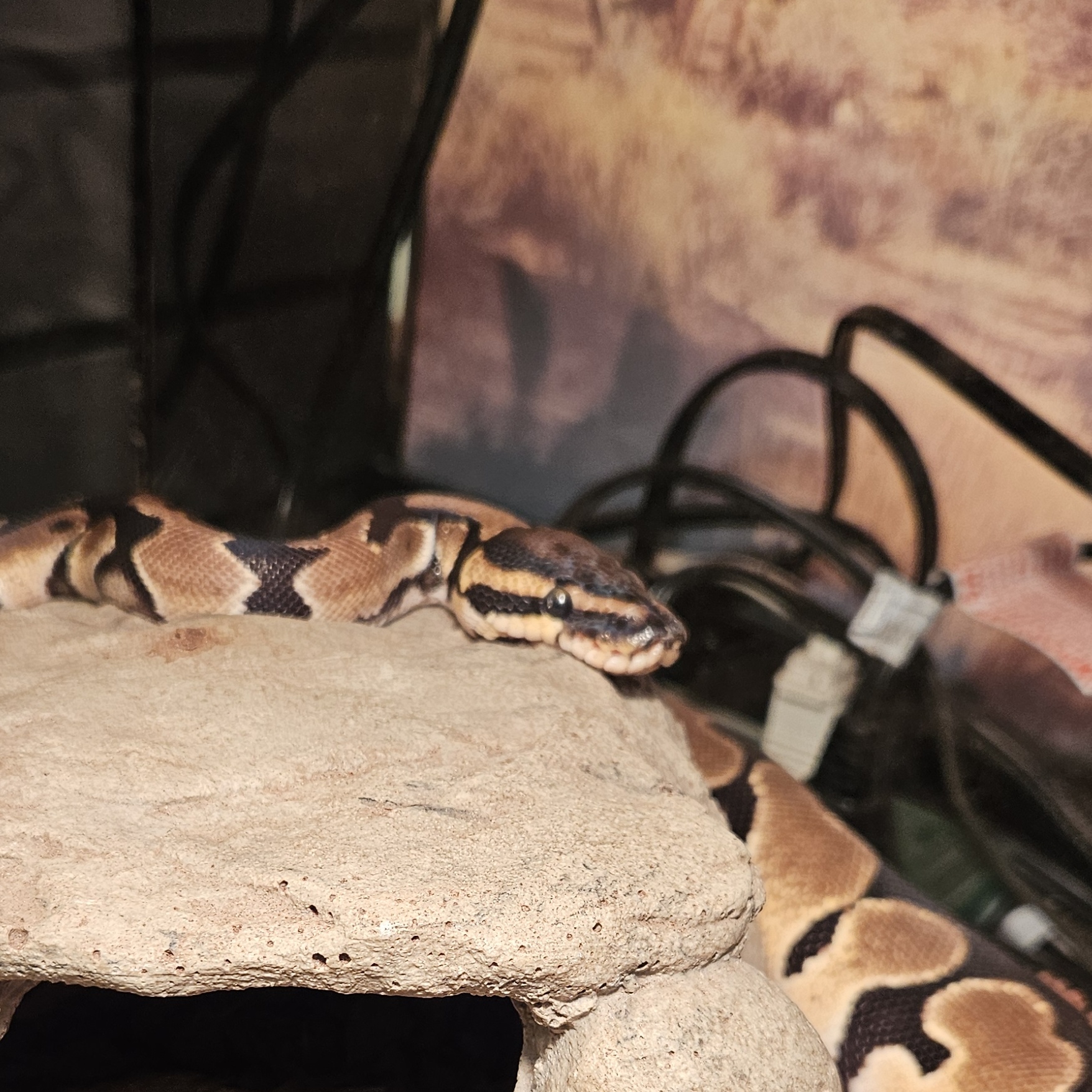 Snake for adoption - Mango, a Ball Python in CLINTON, WA | Petfinder