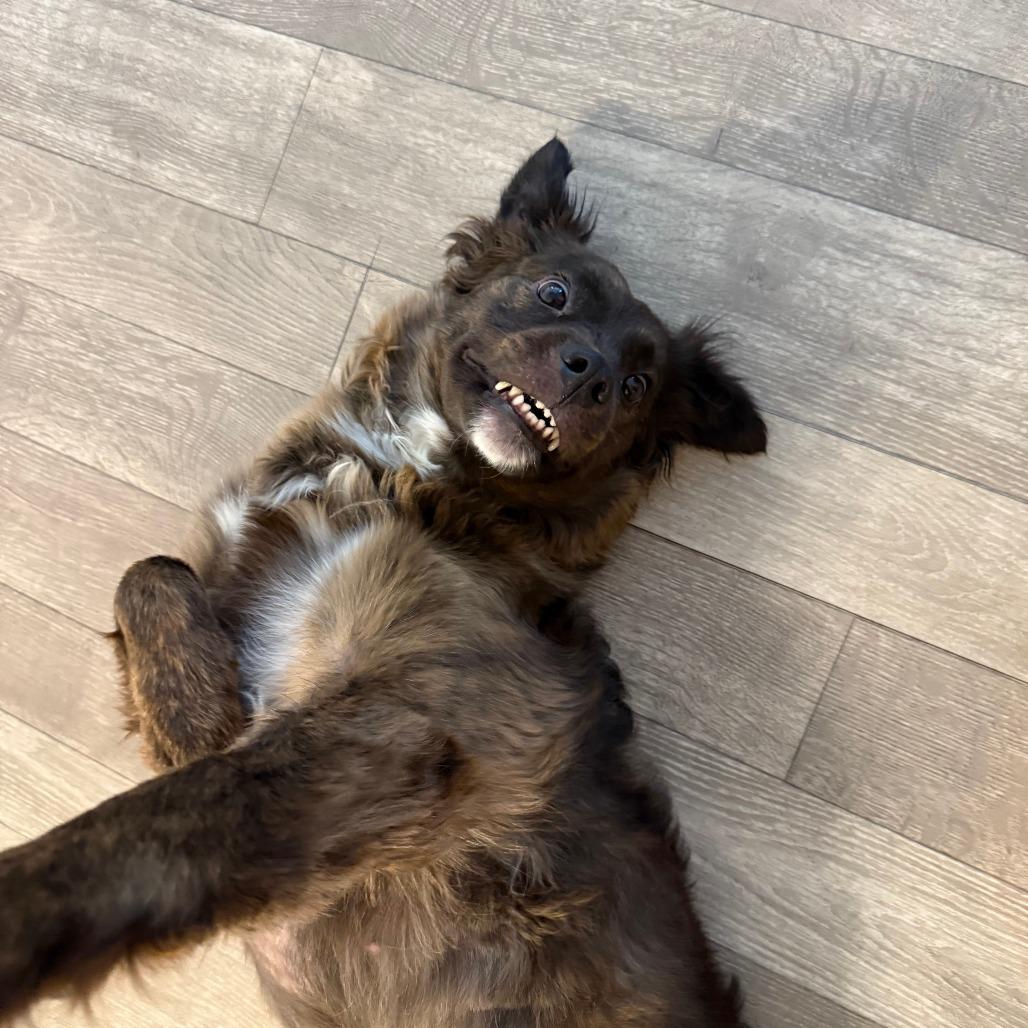 Ruby, Adoptable, Adult Female Mixed Breed & Chow Chow.