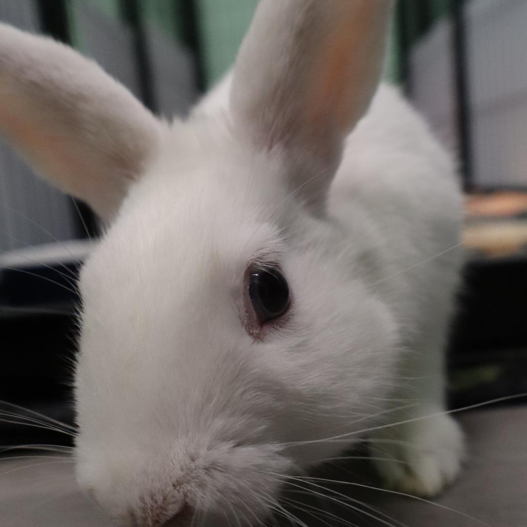 Poot, Adoptable, Young Male American.