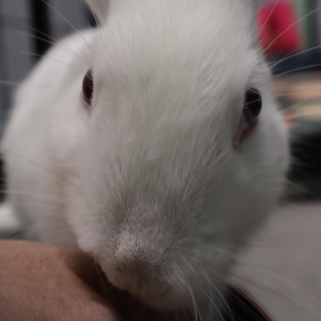 Enlarge Poot, a Adoptable American in The Woodlands, TX image 2/6