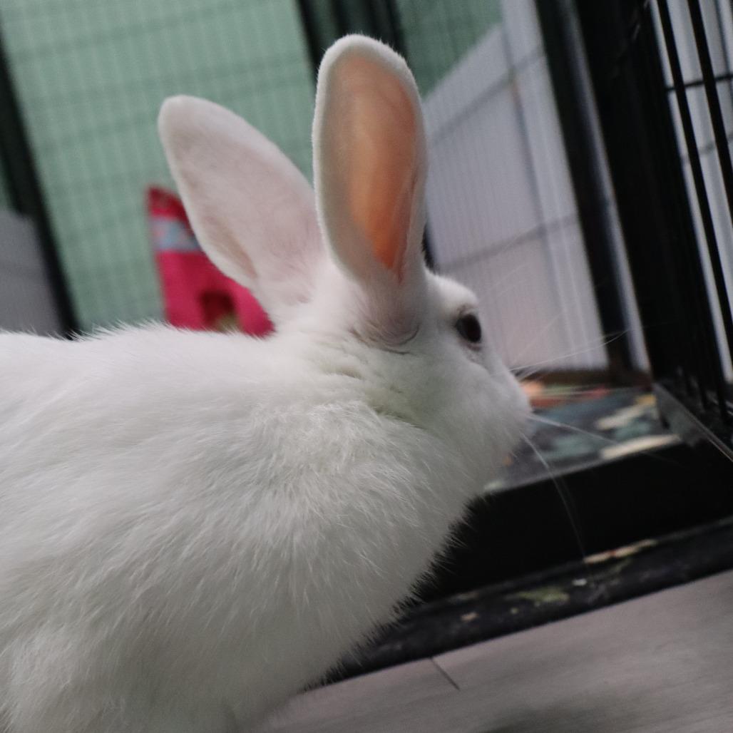 Enlarge Poot, a Adoptable American in The Woodlands, TX image 3/6