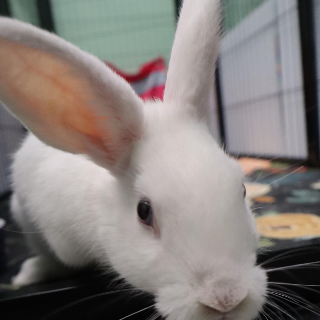 Enlarge Poot, a Adoptable American in The Woodlands, TX image 4/6