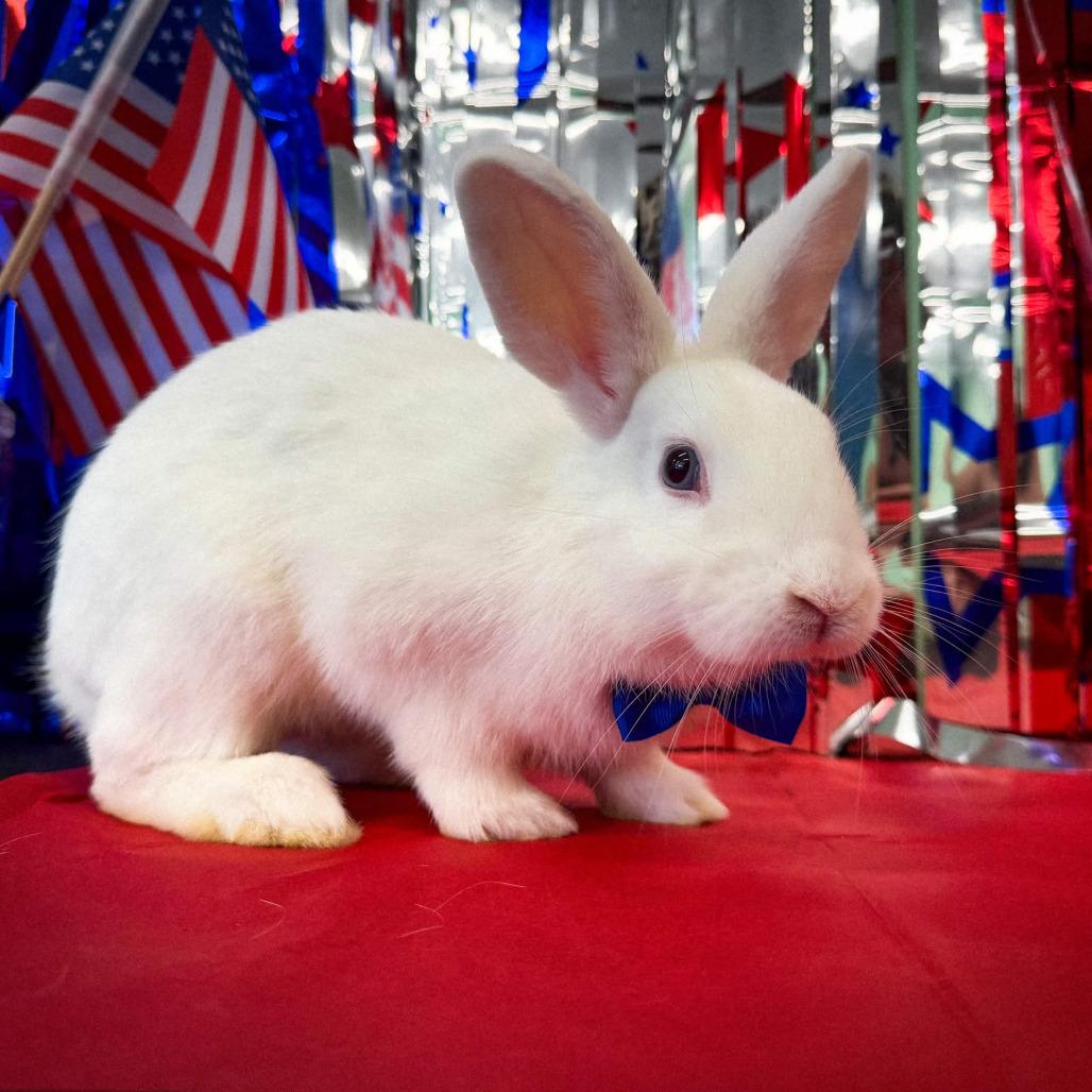Enlarge Poot, a Adoptable American in The Woodlands, TX image 5/6