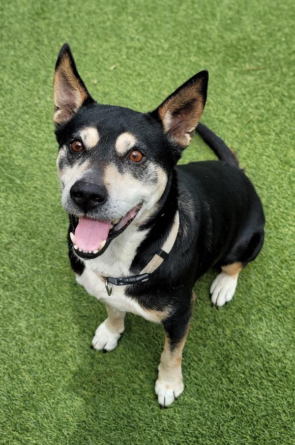 Buster, Adoptable, Senior Male Shepherd & Shepherd.