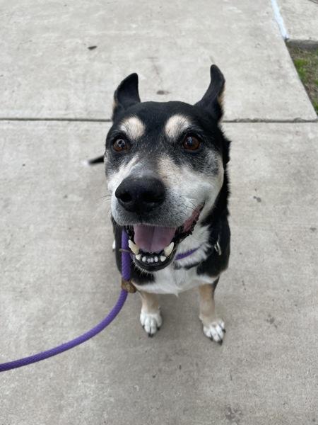 Enlarge Buster, a Adoptable mixed breed in Dallas, TX image 2/3