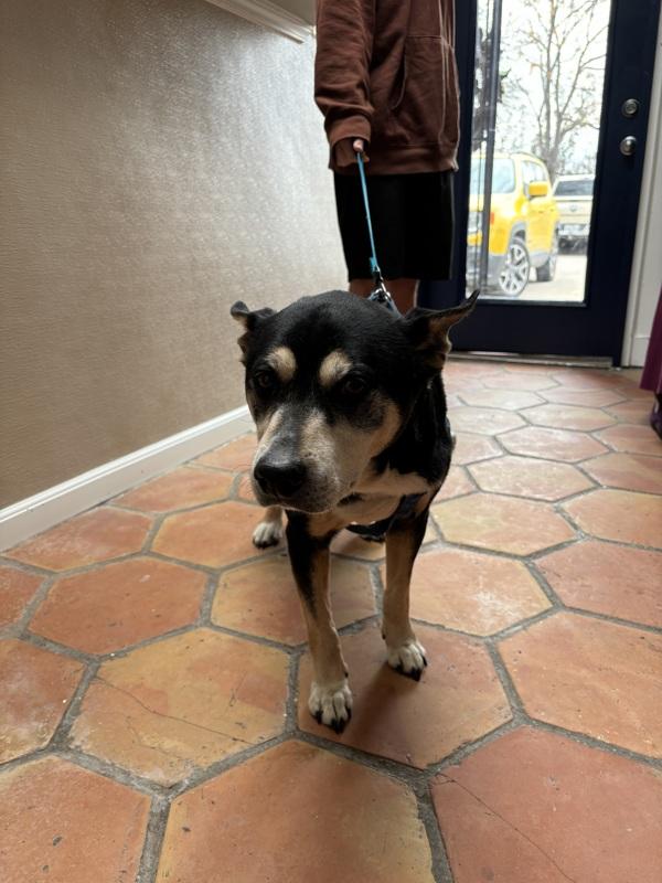 Enlarge Buster, a Adoptable mixed breed in Dallas, TX image 3/3