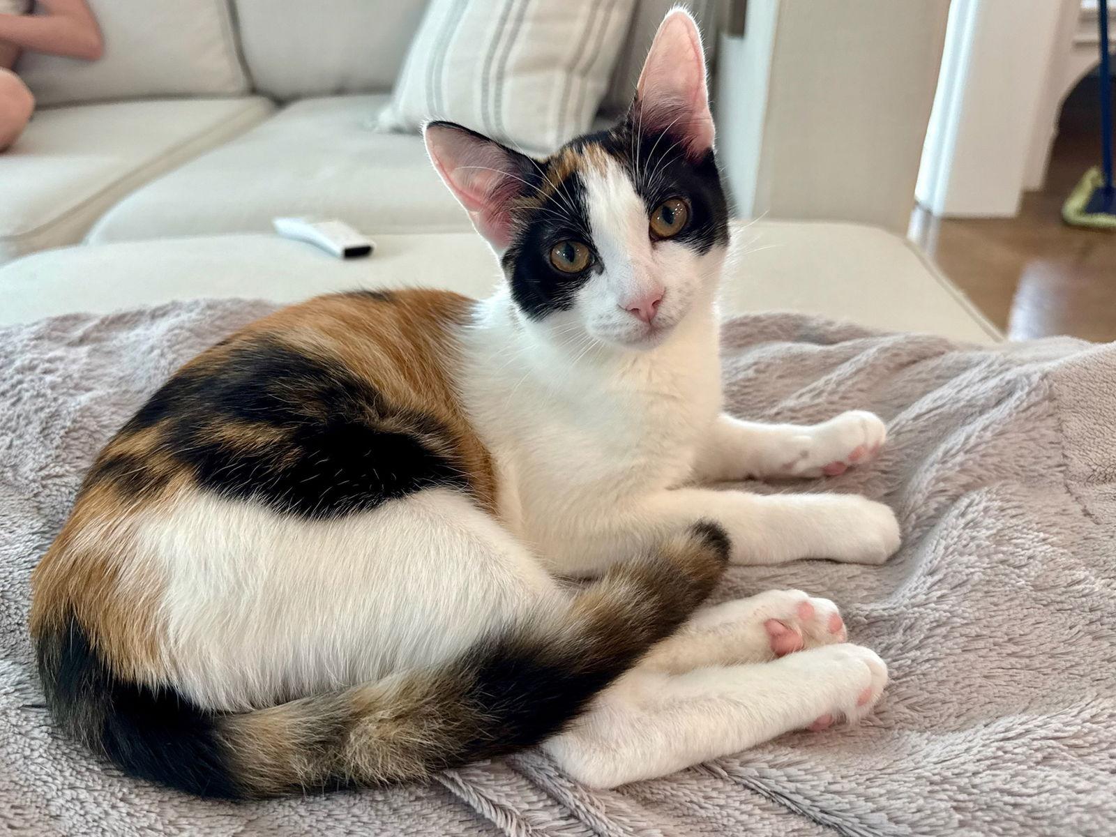 Enlarge LUISA, a Adoptable Domestic Short Hair in Oakhurst, NJ image 1/3