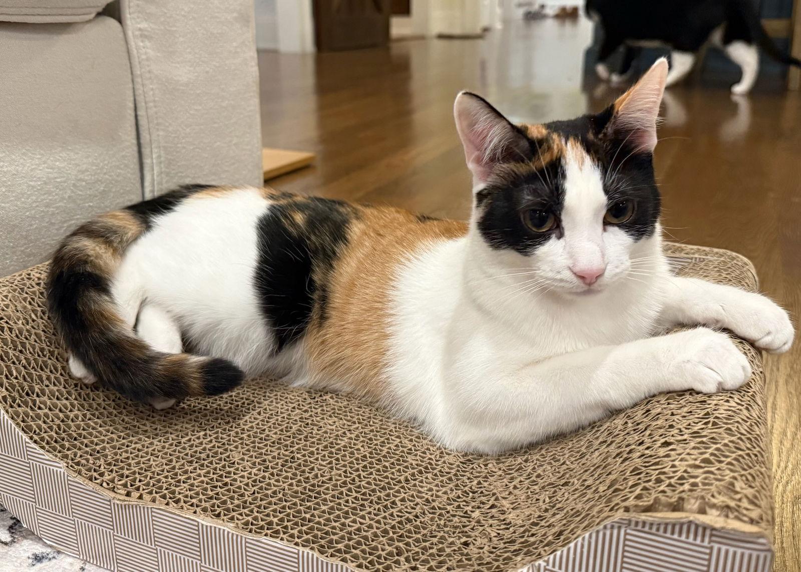 Enlarge LUISA, a Adoptable Domestic Short Hair in Oakhurst, NJ image 3/3