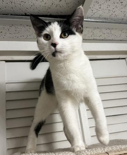 Checkers, Adoptable, Young Female Domestic Short Hair & Domestic Short Hair.