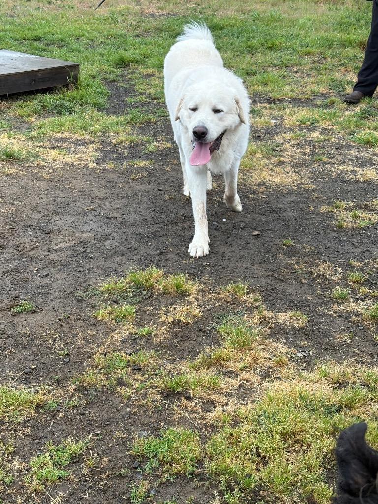 Steve, Adoptable, Adult Male Great Pyrenees.