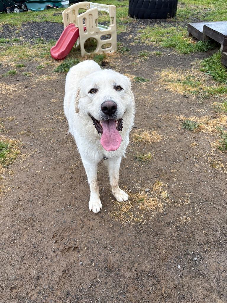 Steve, a Adoptable Great Pyrenees in St. Helens, OR image 2/4