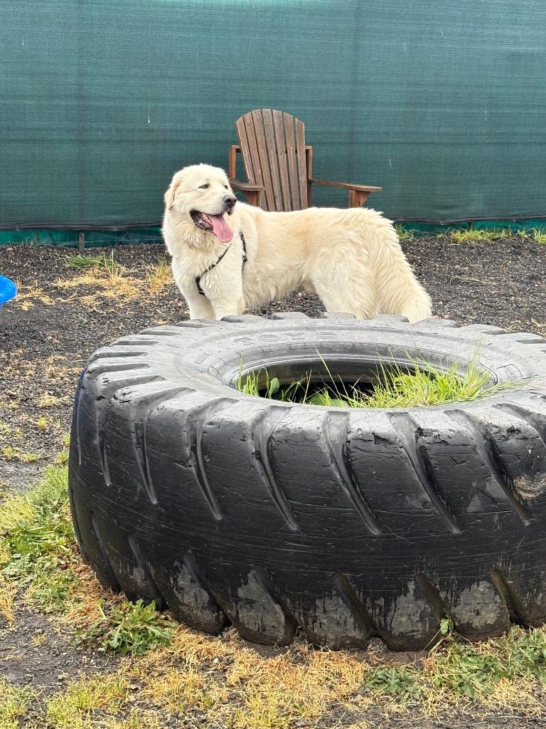 Steve, a Adoptable Great Pyrenees in St. Helens, OR image 3/4