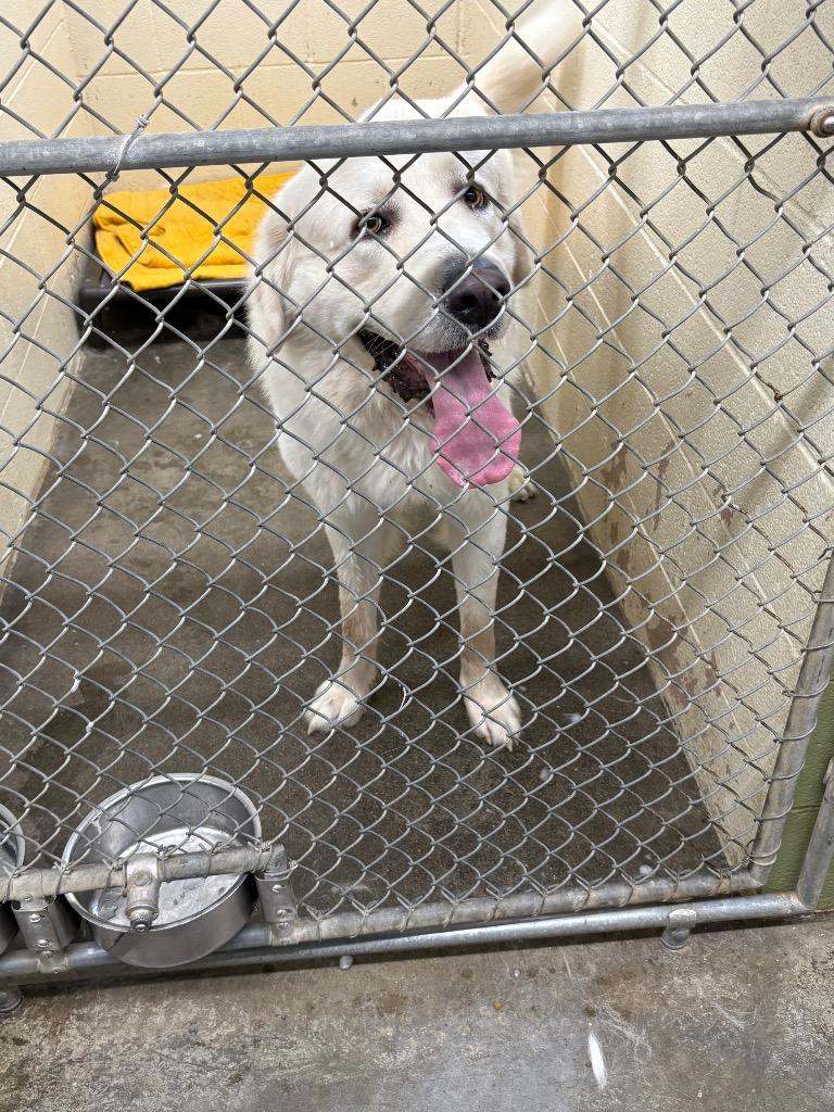 Steve, a Adoptable Great Pyrenees in St. Helens, OR image 4/4