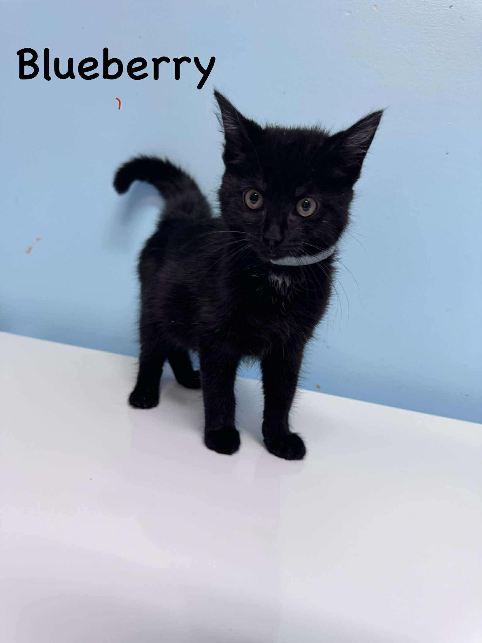 Enlarge BlueBerry, a Adoptable Domestic Medium Hair in Hartford, KY image 1/1