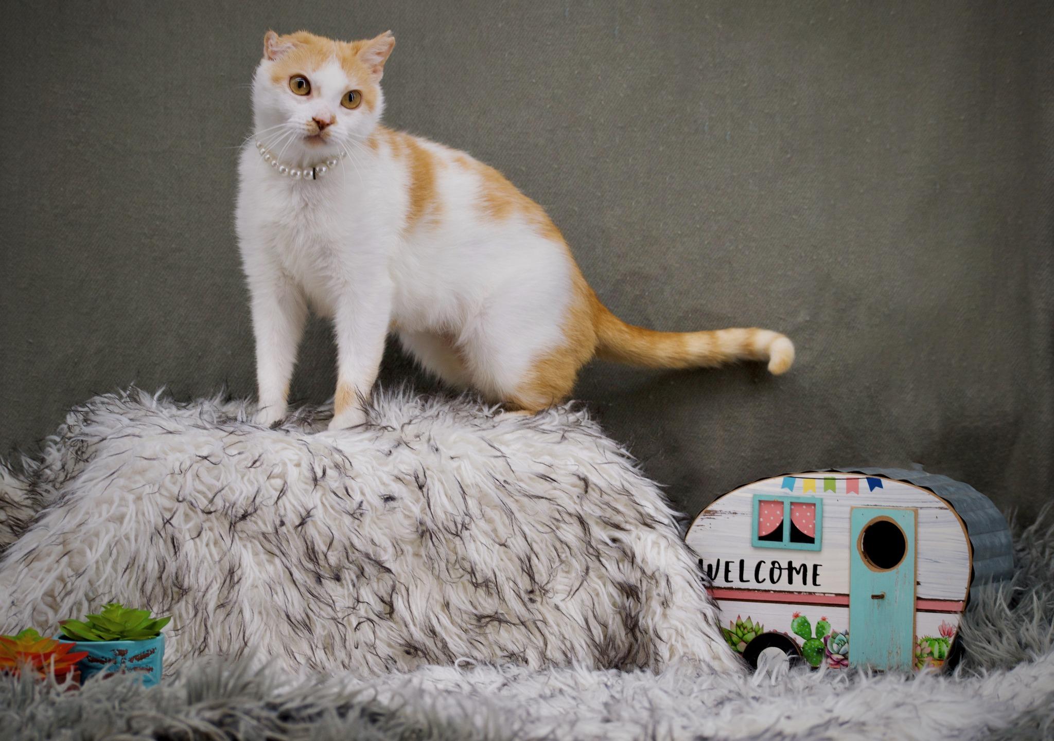 Vinnie Van Gogh, Young Female Domestic Short Hair