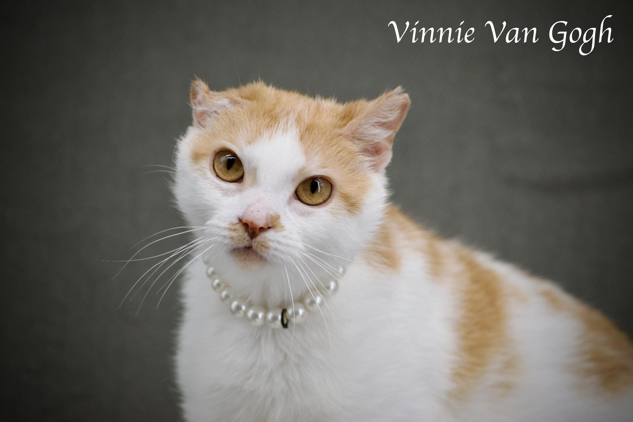 Vinnie Van Gogh photo 2