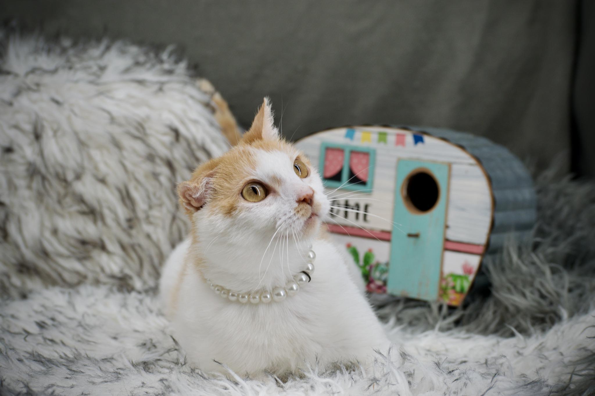 Vinnie Van Gogh photo 3