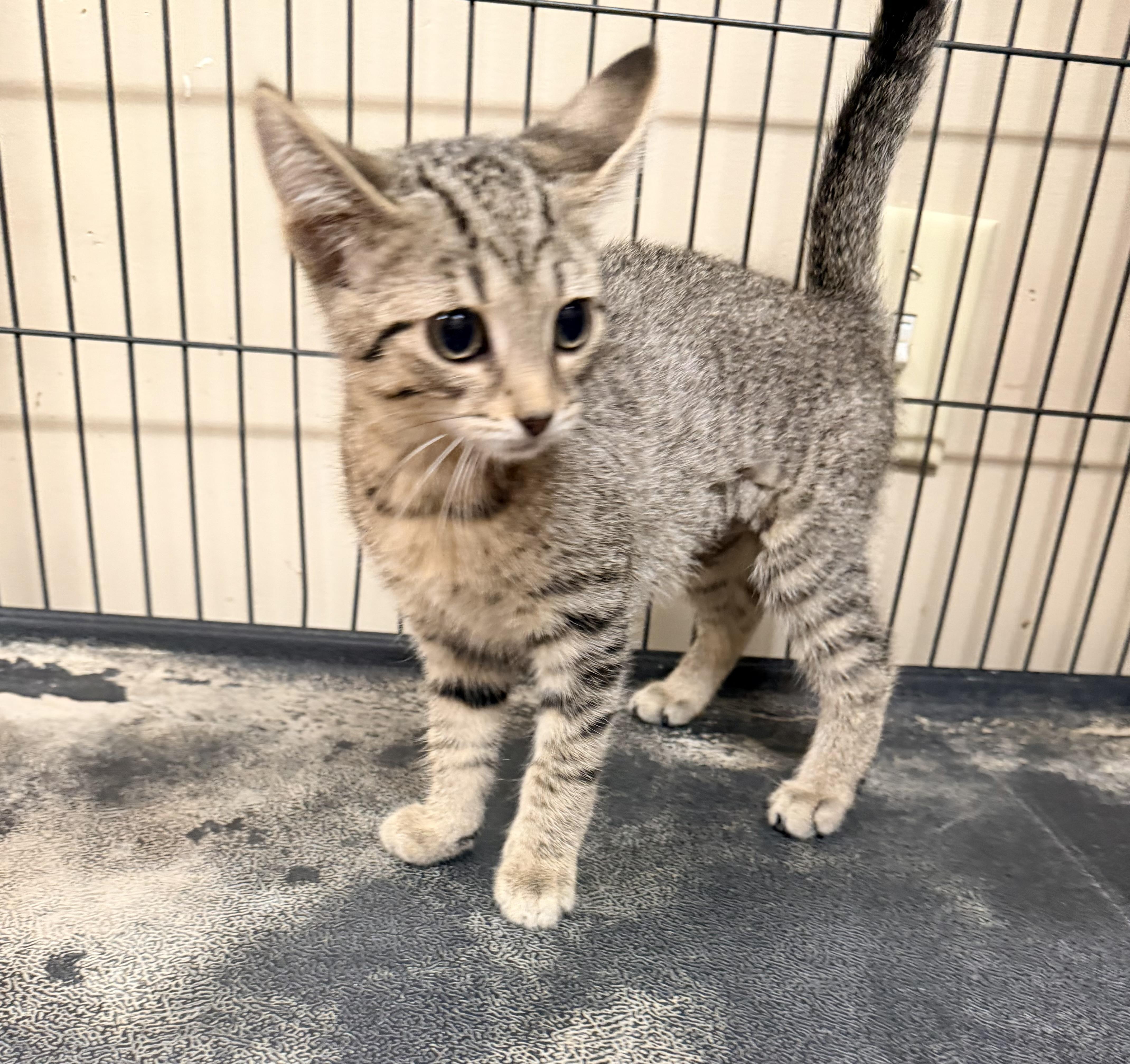 Vivian, ADOPTABLE, Kitten Female Domestic Short Hair.