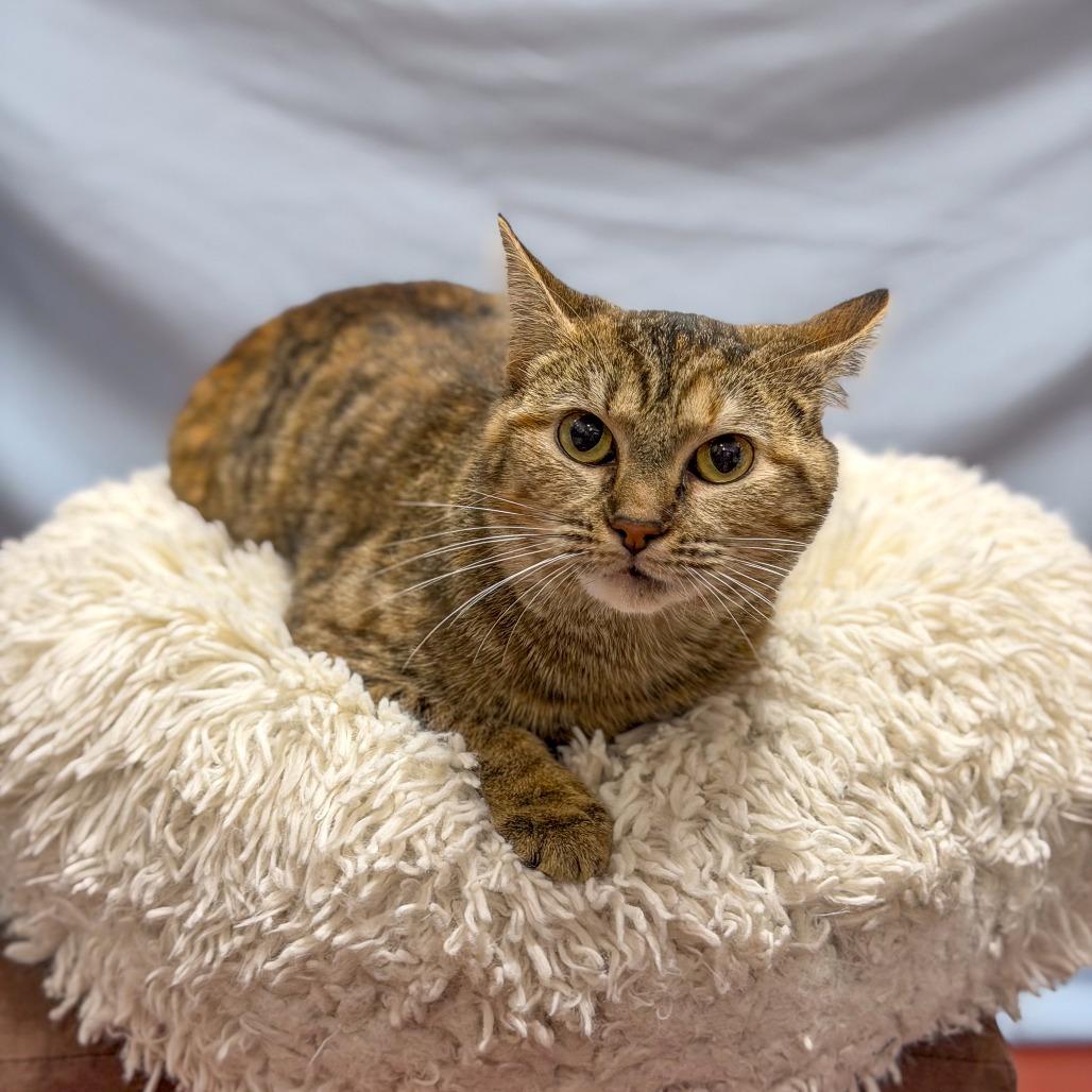 Enlarge Mimi, a Adoptable Domestic Short Hair in Gainesville, GA image 1/5