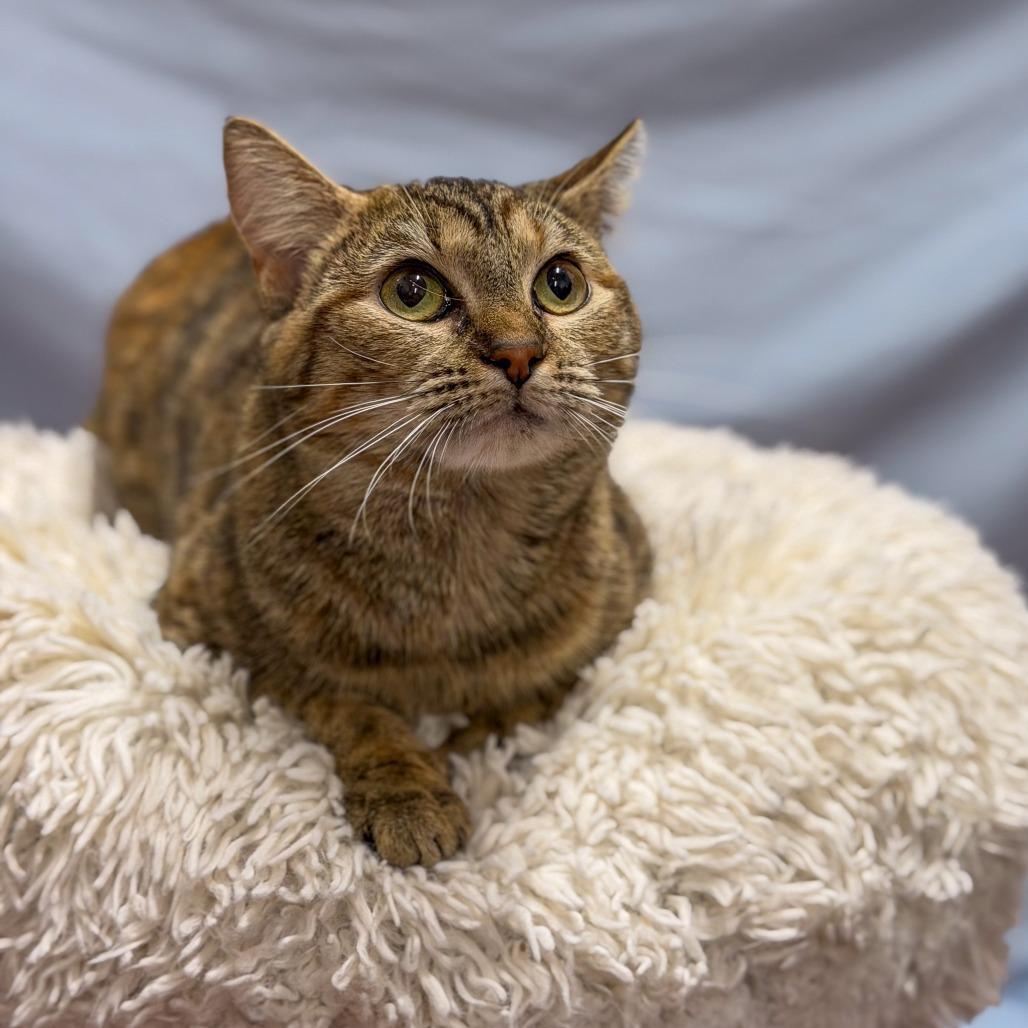 Enlarge Mimi, a Adoptable Domestic Short Hair in Gainesville, GA image 2/5