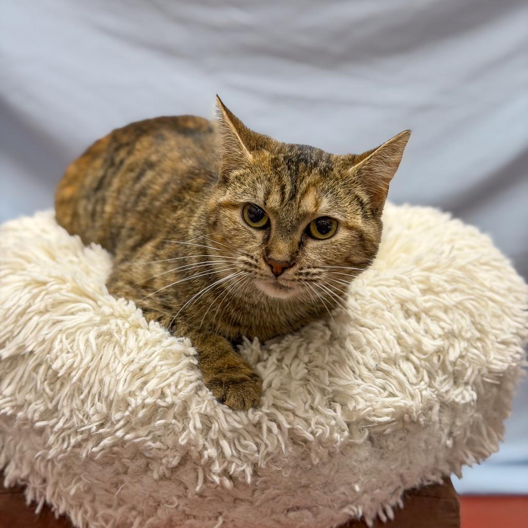 Enlarge Mimi, a Adoptable Domestic Short Hair in Gainesville, GA image 3/5