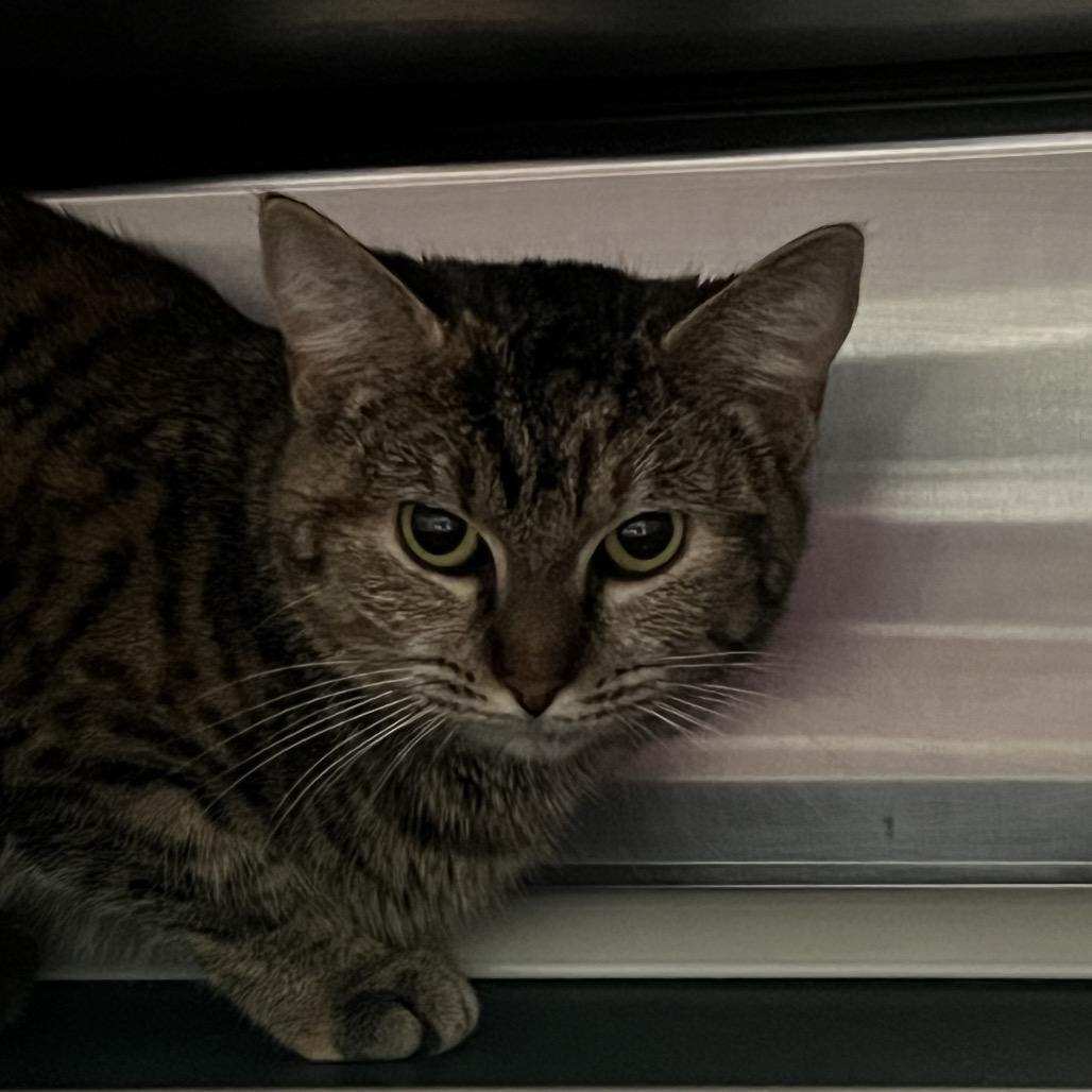 Enlarge Mimi, a Adoptable Domestic Short Hair in Gainesville, GA image 4/5