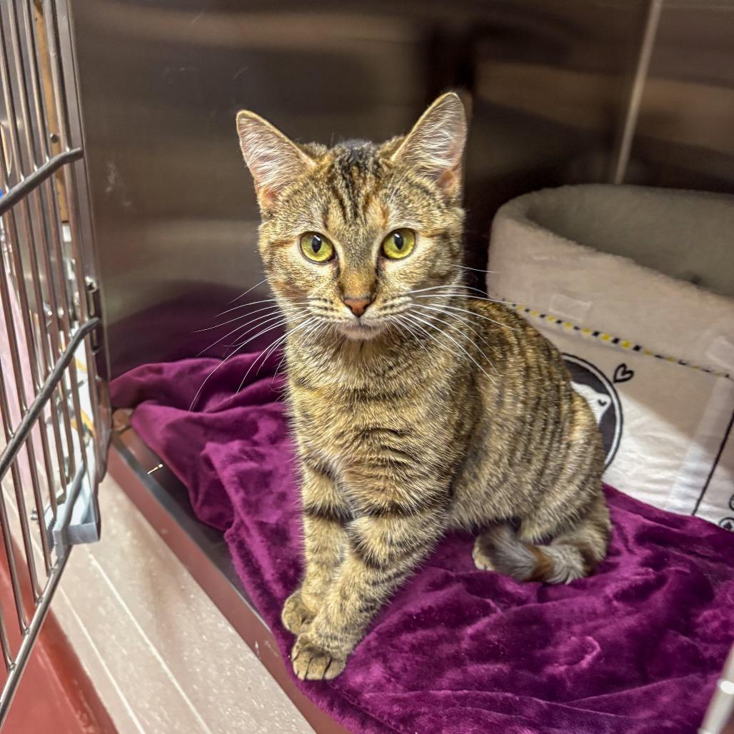 Enlarge Mimi, a Adoptable Domestic Short Hair in Gainesville, GA image 5/5