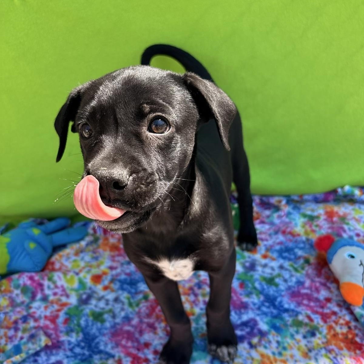 Enlarge Boots, a Adoptable mixed breed in White Oak, PA image 2/6
