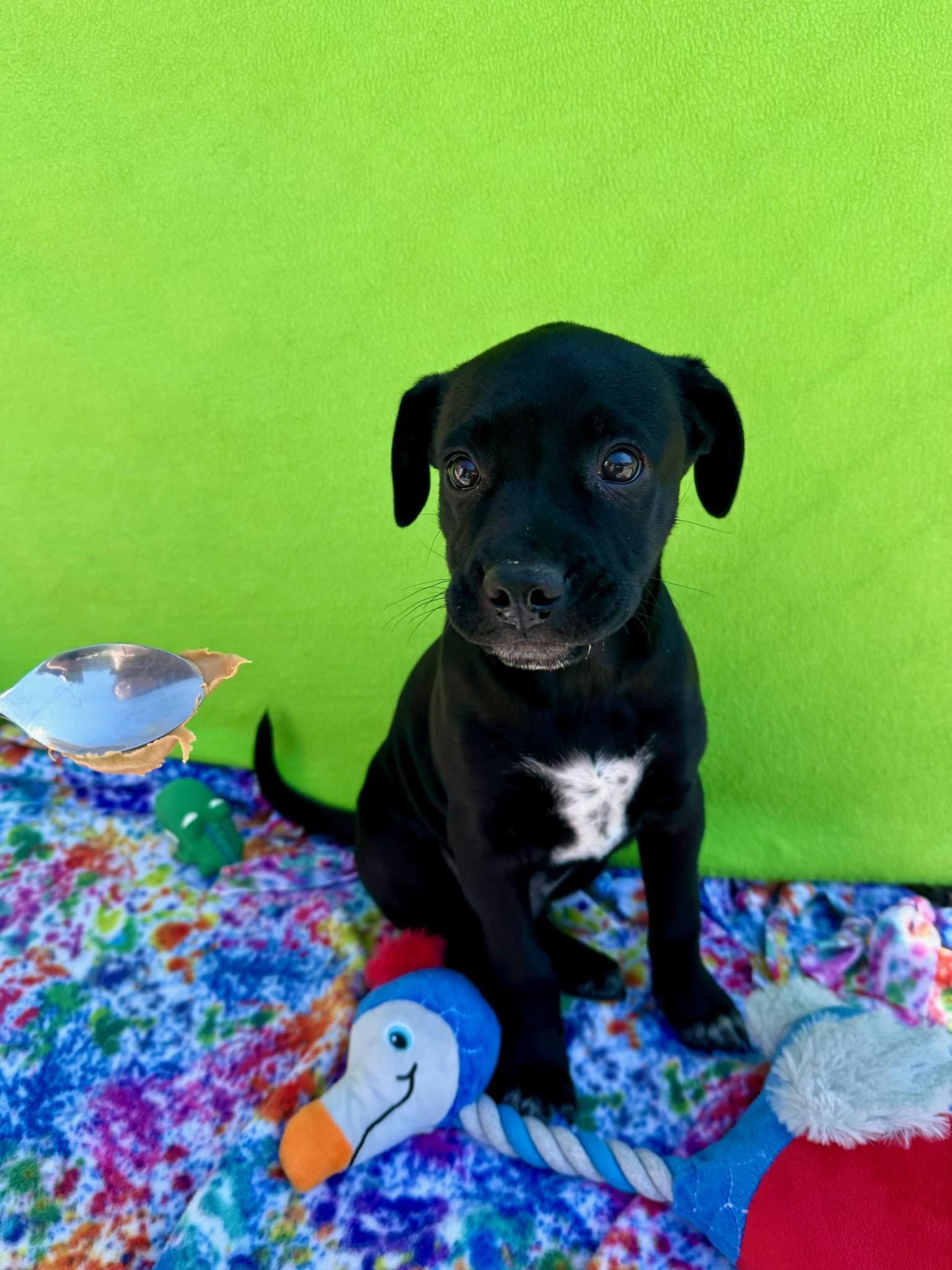 Enlarge Boots, a Adoptable mixed breed in White Oak, PA image 3/6