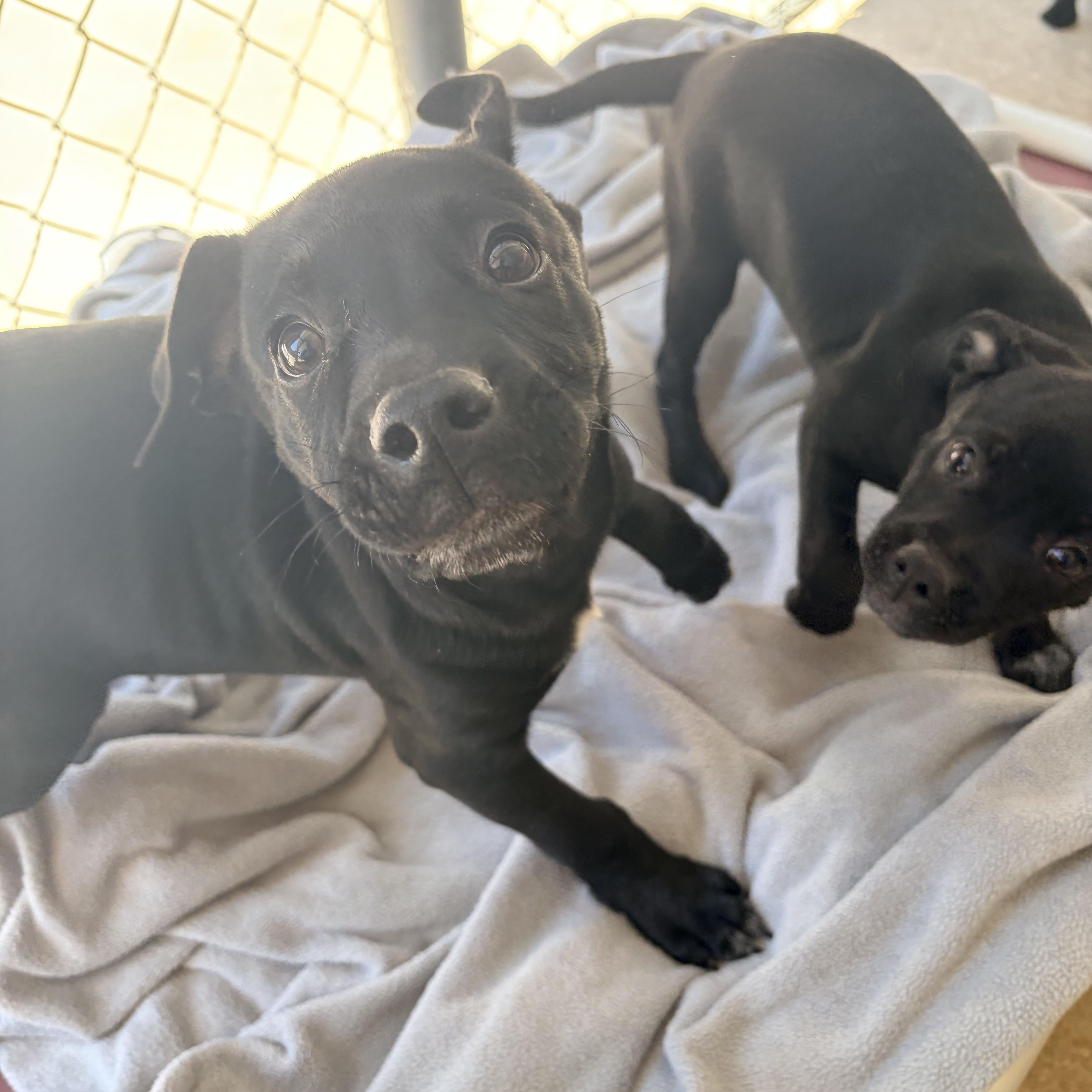 Enlarge Boots, a Adoptable mixed breed in White Oak, PA image 5/6