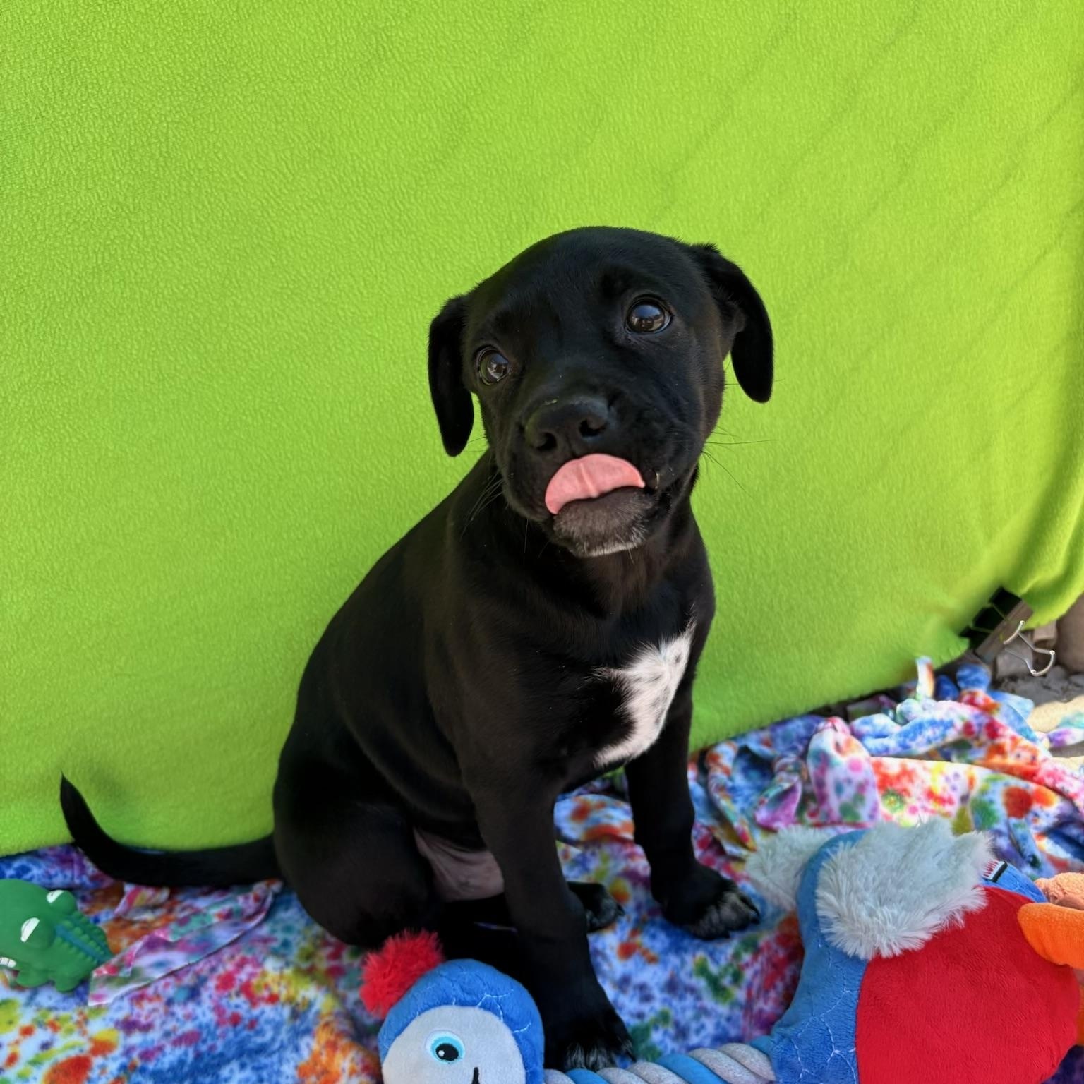 Enlarge Boots, a Adoptable mixed breed in White Oak, PA image 4/6