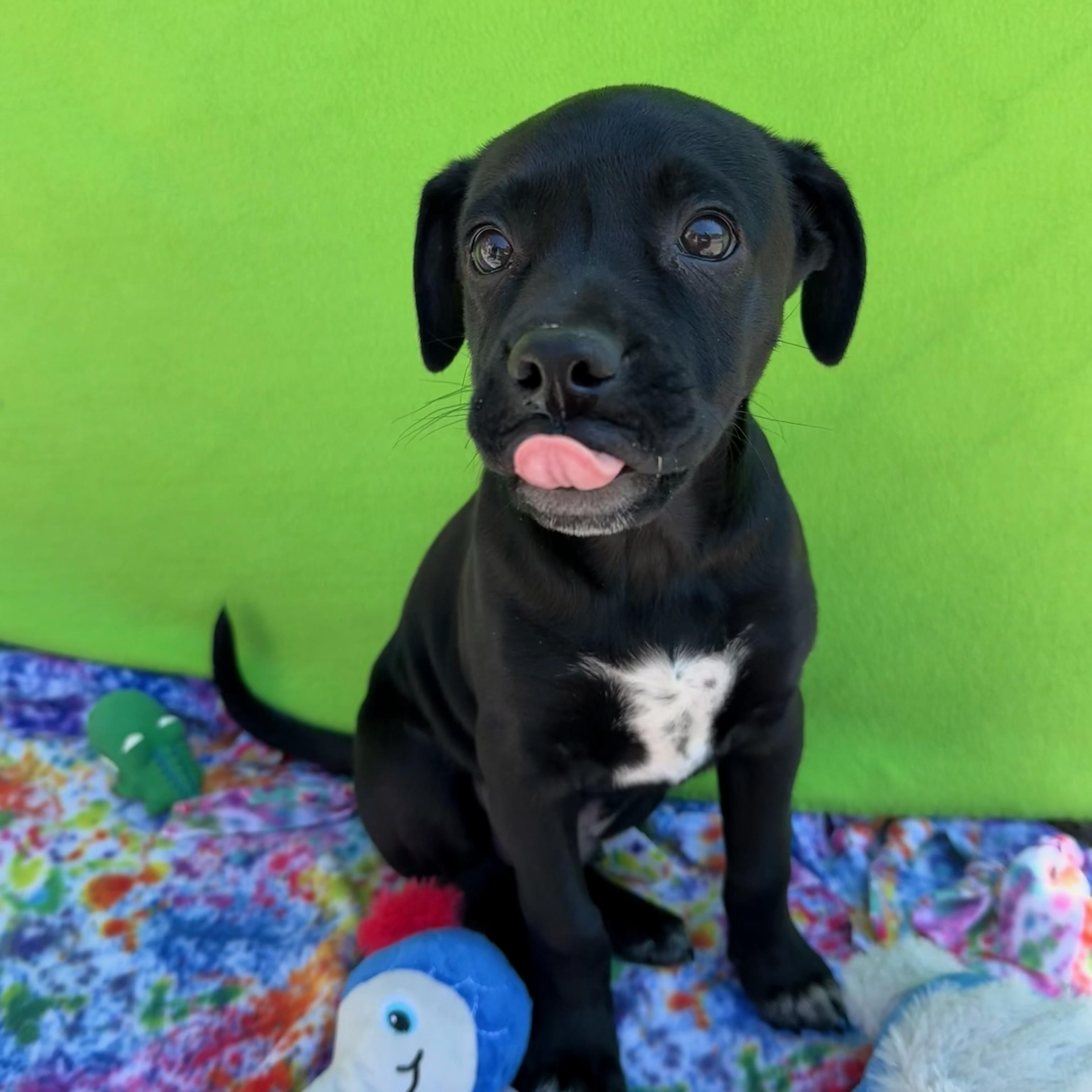 Enlarge Boots, a Adoptable mixed breed in White Oak, PA image 1/6
