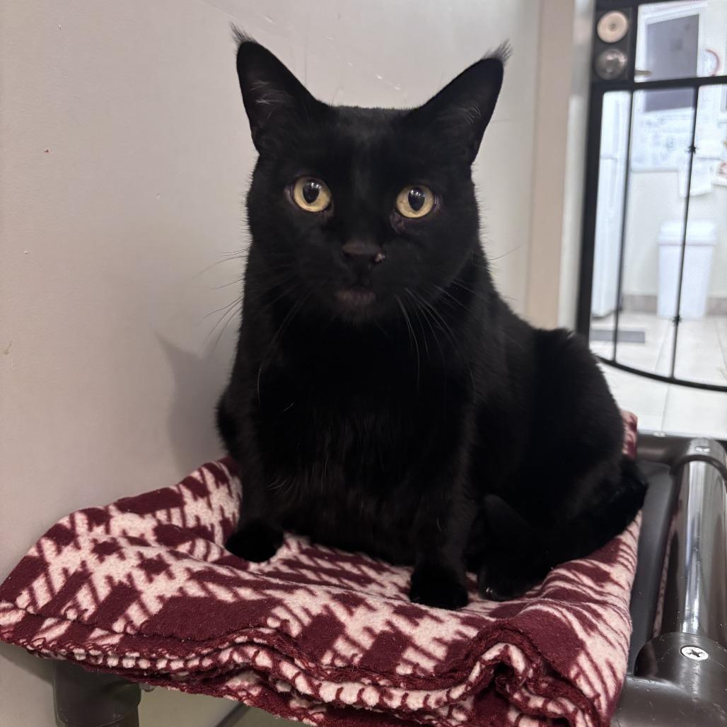 Jessie, Adoptable, Senior Female Domestic Short Hair.