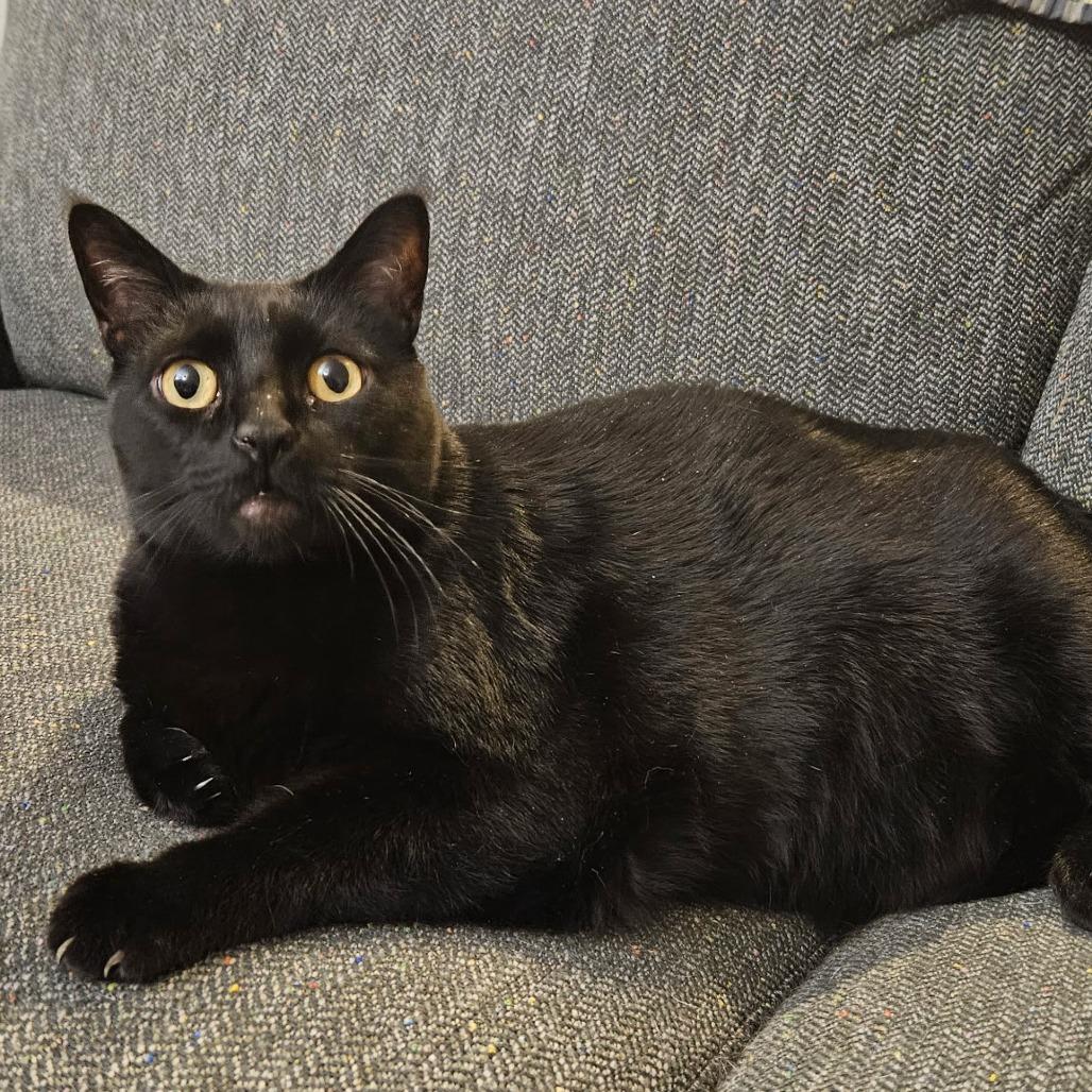 Jessie, Adoptable, Senior Female Domestic Short Hair.