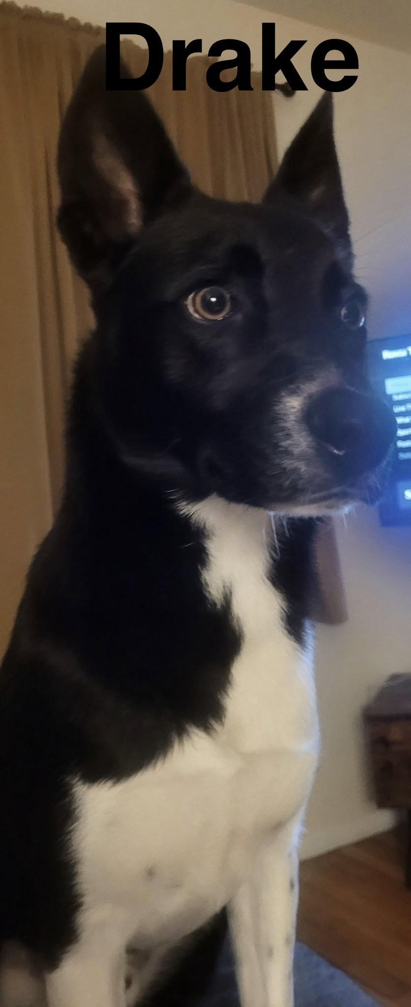 Drake, Adopted, Adult Male Border Collie.