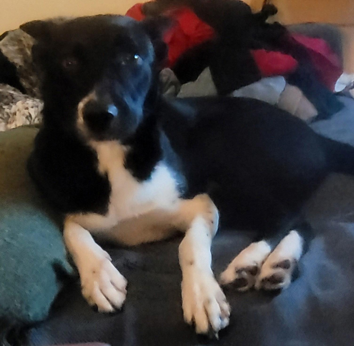 Enlarge Drake, a Adopted Border Collie in Topeka, KS image 2/2