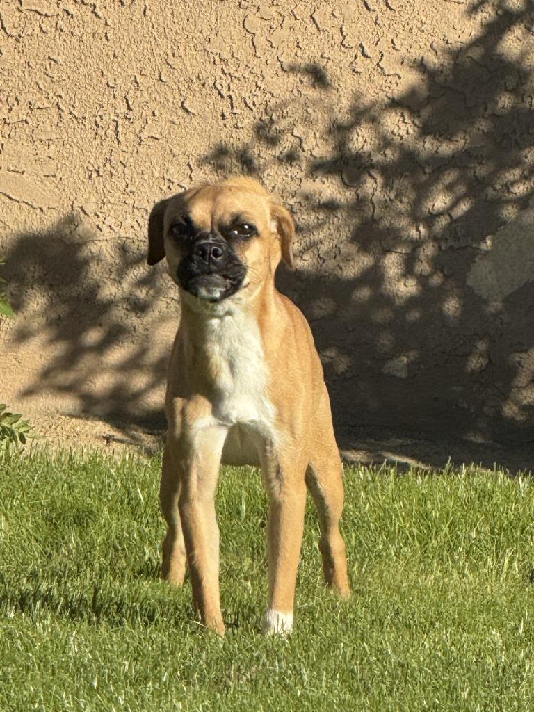 Enlarge Vanellope, a Adoptable mixed breed in Coachella, CA image 1/1