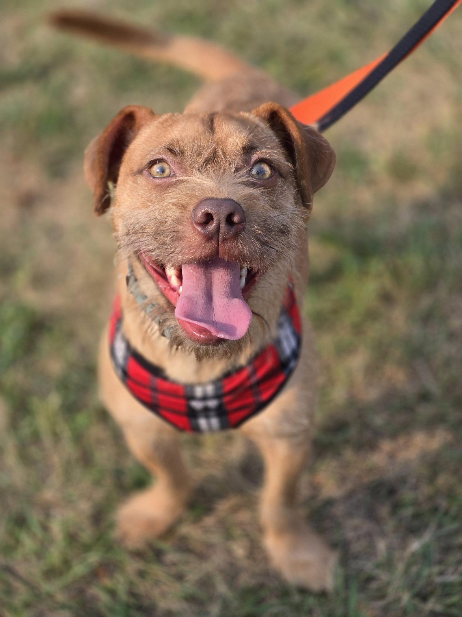Goldfish, Adoptable, Puppy Male Terrier.
