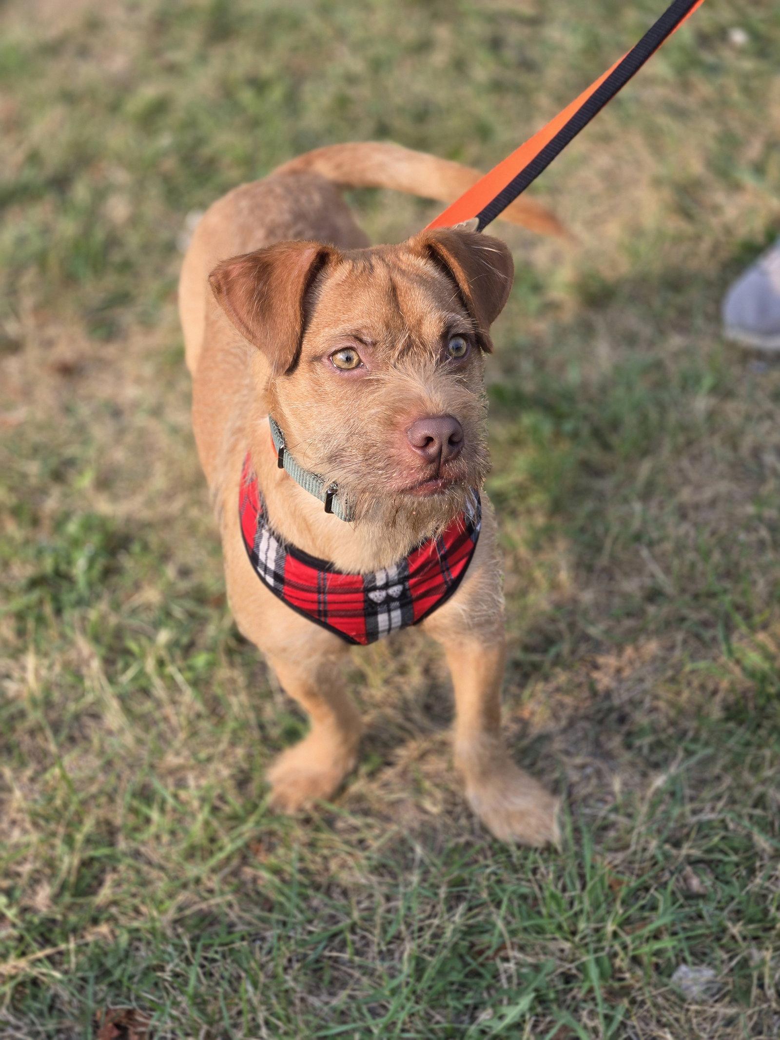Enlarge Goldfish, a Adoptable Terrier in Minneapolis, MN image 2/3