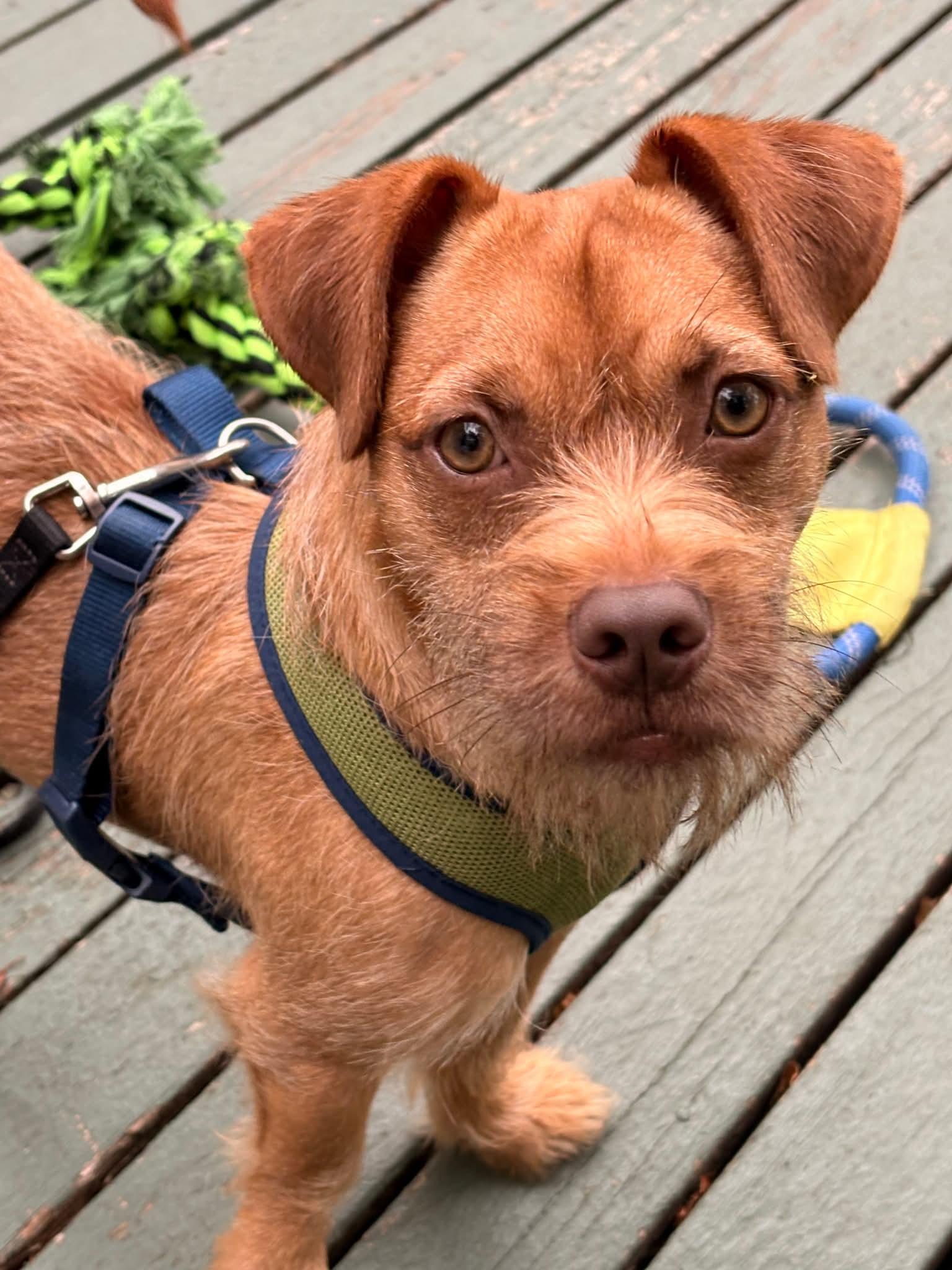 Enlarge Goldfish, a Adoptable Terrier in Minneapolis, MN image 3/3