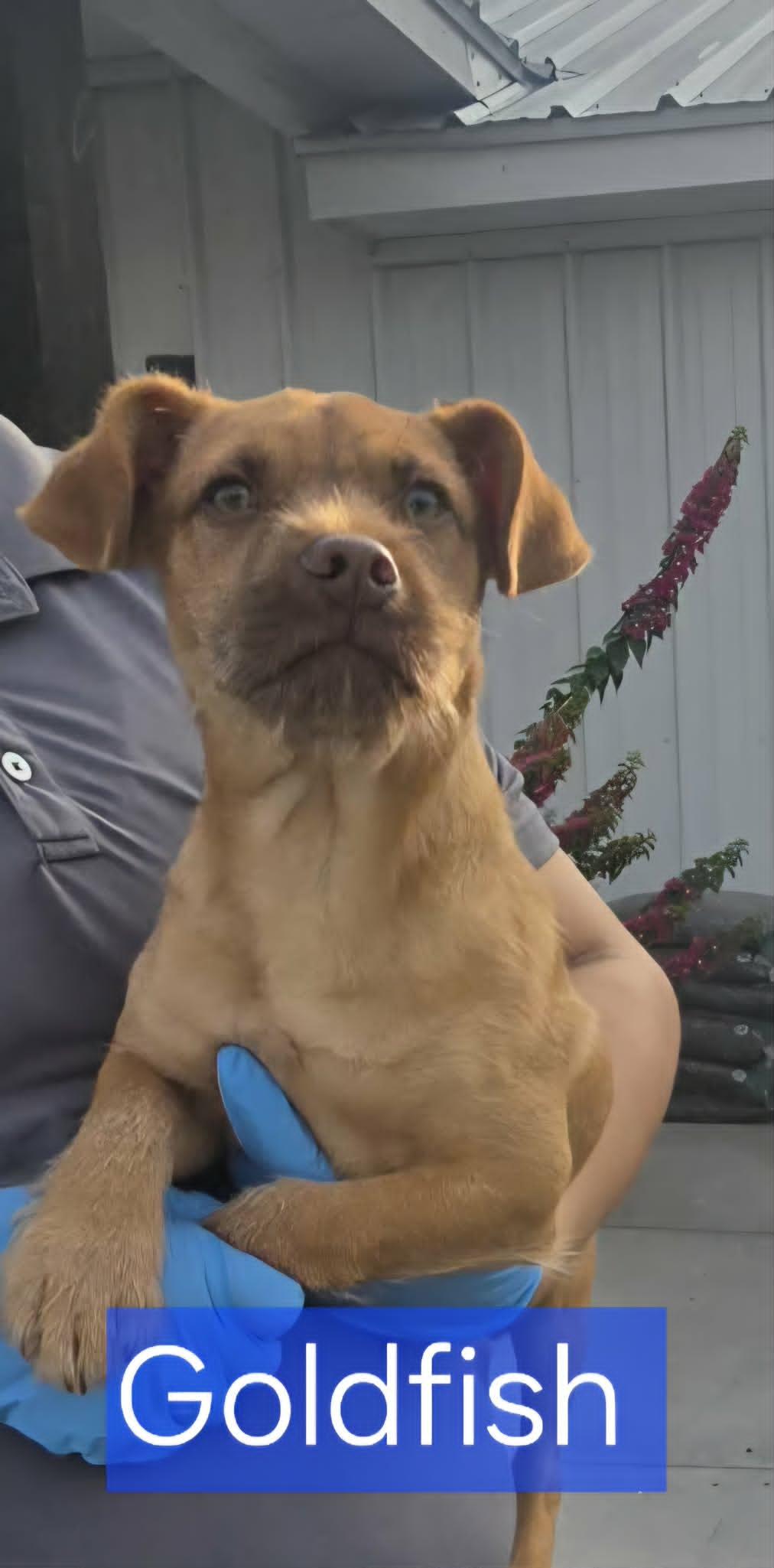 Goldfish, Adoptable, Puppy Male Terrier.