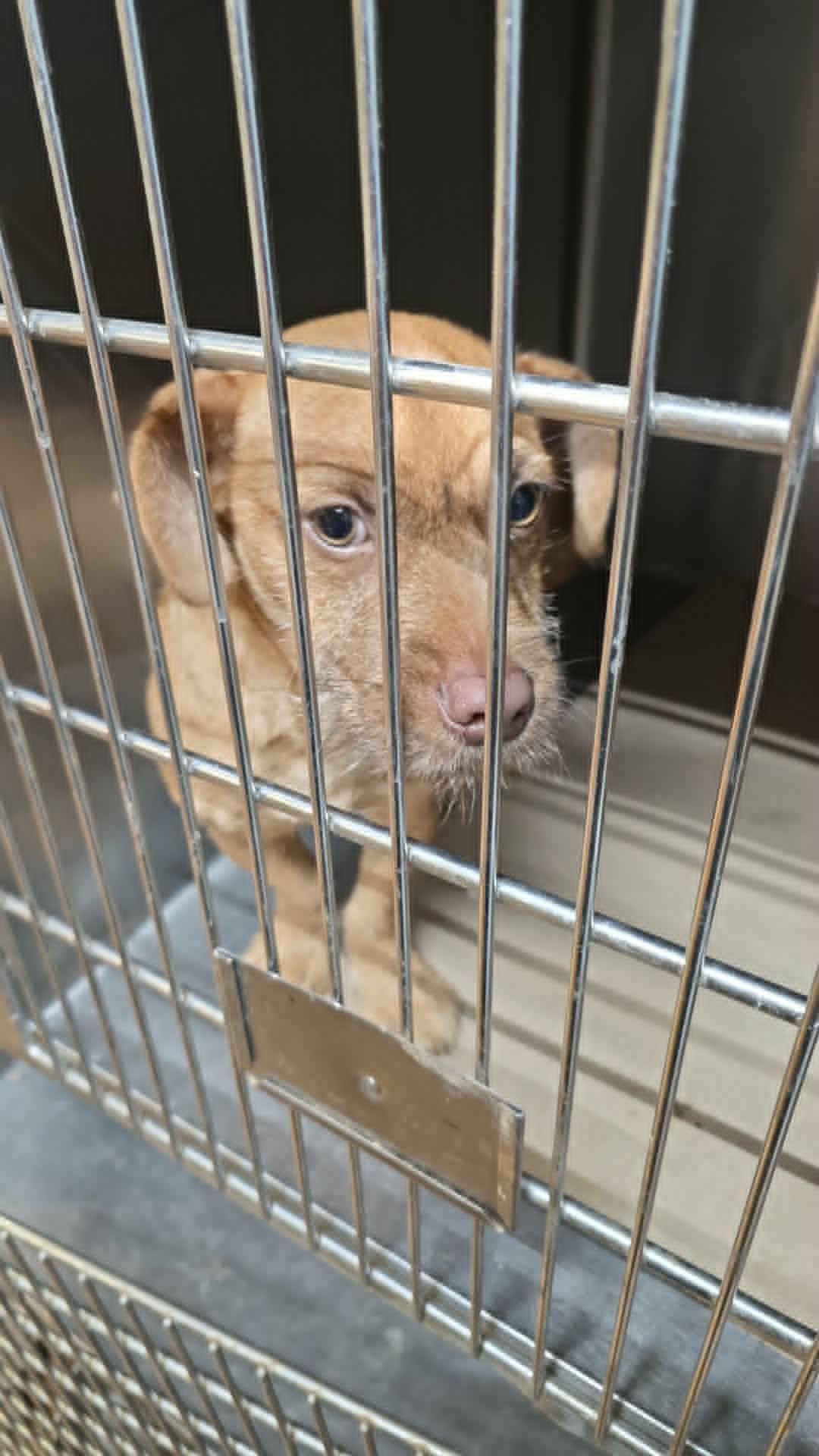 Goldfish, a Adoptable Terrier in Minneapolis, MN image 3/3
