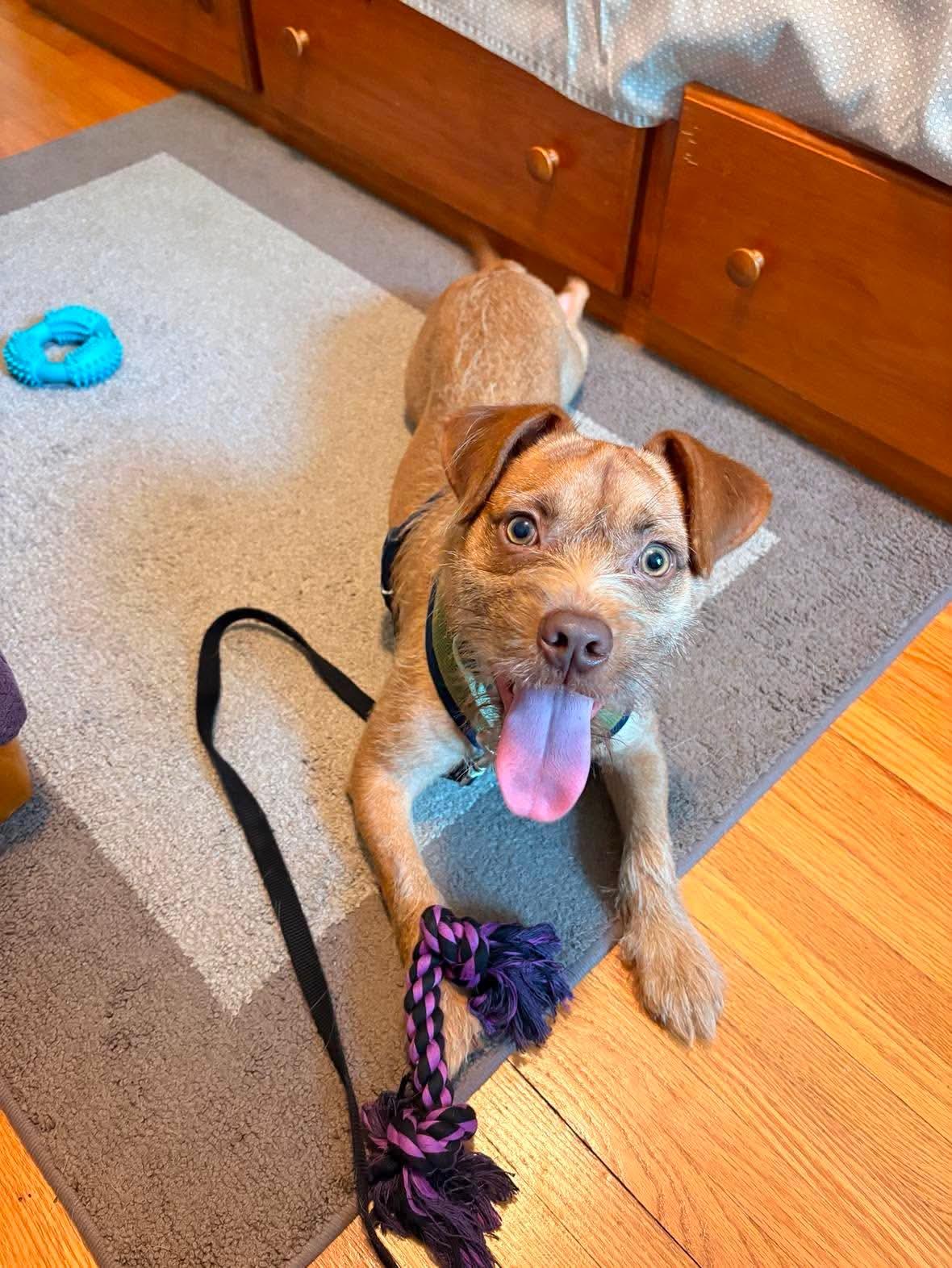 Enlarge Goldfish, a Adoptable Terrier in Minneapolis, MN image 3/3